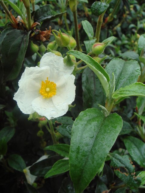 Cistus laurifolius fleur P19 (2)